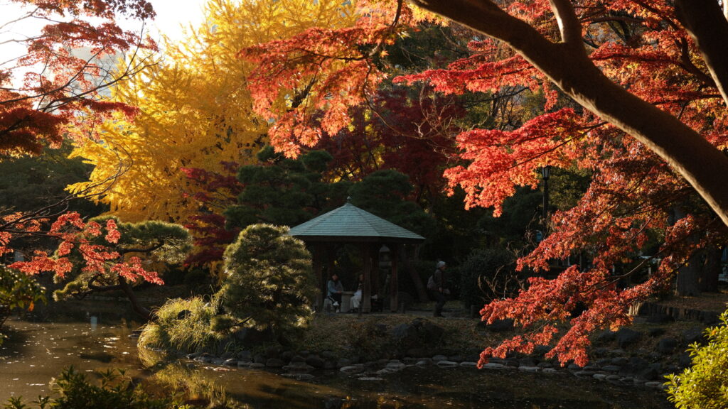 Япония · MOMIJI 🇯🇵 — 1